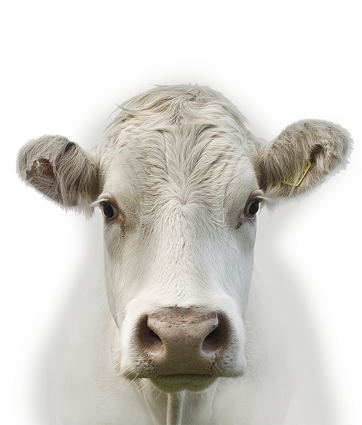Frosten, Kühlen, Garen und Pasteurisieren von Qualitätsfleisch